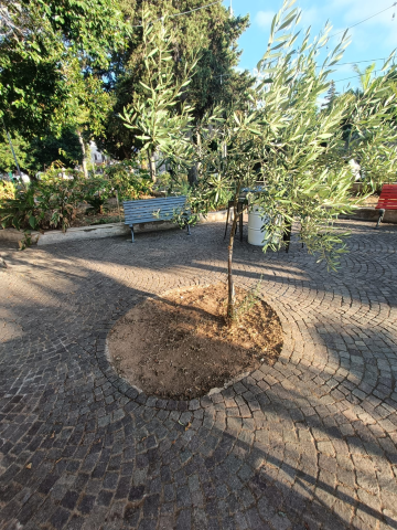 diserbamento e potatura alberi Villagrazia (3)